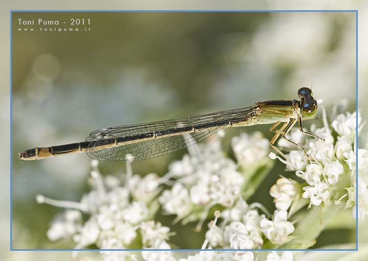 Zigottero costiero siciliano (Ischnura genei?)